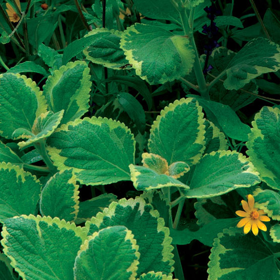 پلکترانتوس فورستری